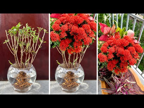 Видео: Супер красивые цветы Ixora Coccinea, выращенные в воде с волшебной божественной водой 03 Drops