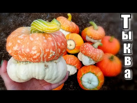 Видео: Декоративная тыква/ Урожай/ Выращивание-Отзыв/#pumpkin #village #деревня #тыква