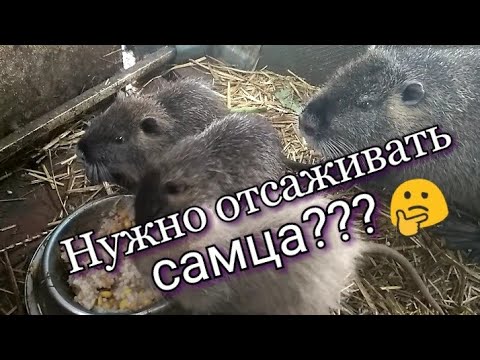 Видео: 6. Нутрии в вольере. Стоит ли отсаживать самца от щенков??