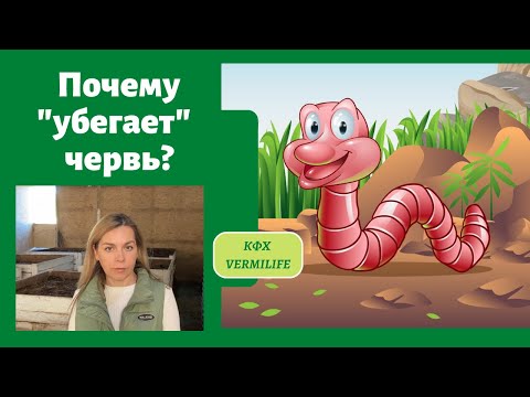 Видео: Почему червь убегает из буртов. Разведение червей. Бизнес на червях.