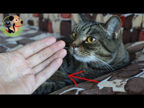 Видео: Линька у кошки. Почему кошка сильно линяет?