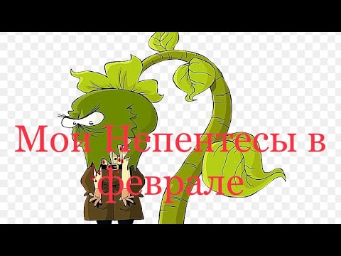 Видео: 7.02.23 Мои непентесы в феврале#уход#полив#наблюдения
