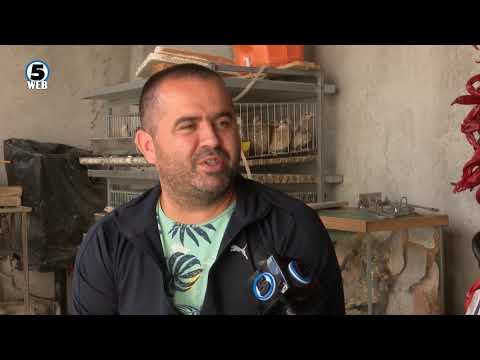 Видео: Зевзекманија  Во препелиците има ќар