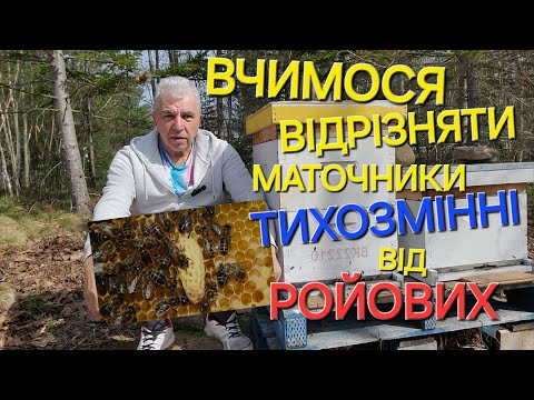 Видео: #бджоли Вчимося відрізняти маточники ТИХОЗМІННІ від РОЙОВИХ