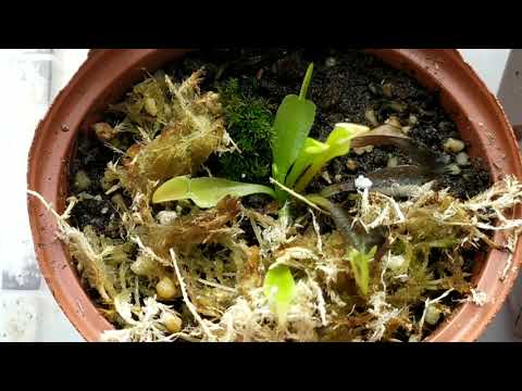 Видео: Полив Венериной Мухоловки. Особенности содержания Dionaea Muscipula.