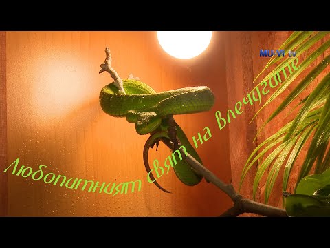 Видео: Любопитният свят на влечугите