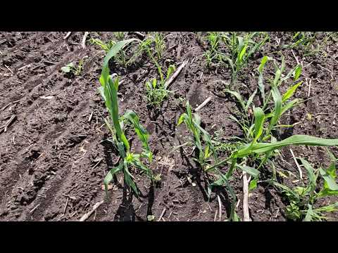 Видео: Сидерати після ріпаку !!!!