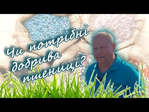 Видео: Чи потрібні добрива пшениці?