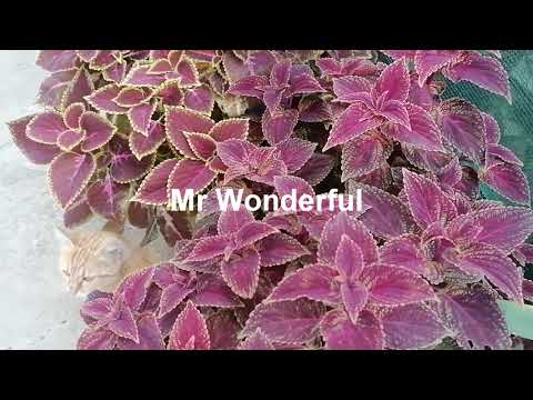 Видео: Мои колеусы Обзор