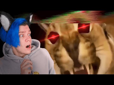 Видео: шлёпа.exe