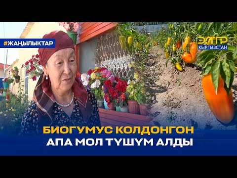Видео: БИОГУМУС КОЛДОНГОН АПА МОЛ ТҮШҮМ АЛДЫ