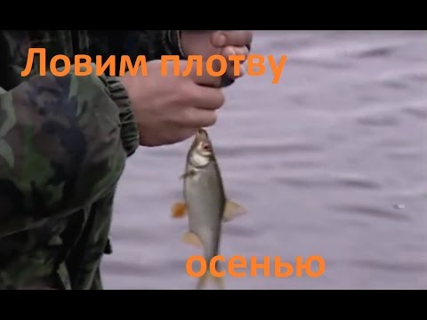 Видео: Диалоги о рыбалке - 151 - Плотва поздней осенью