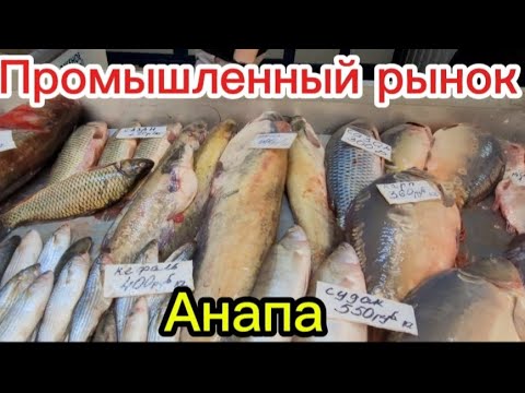 Видео: А говорят в Анапе рыбы нет.