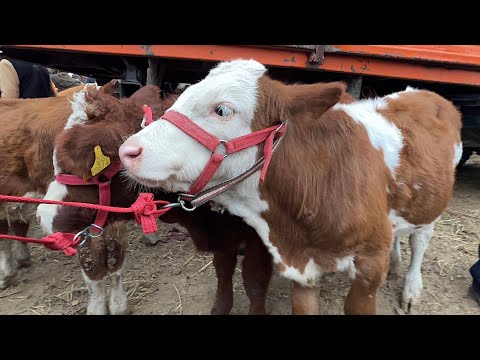 Видео: БОКИЛАДИГАН ЁШ НОВВОСЛАР 16-НОЯБР УРГАНЧ МОЛ БОЗОРИ !!! XORAZM SAVDO