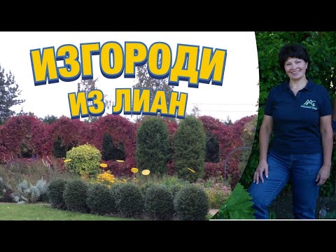 Видео: Изгороди из лиан: девичий виноград, клематис, актинидия коломикта, аргута