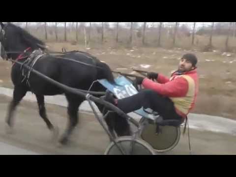 Видео: иноходец продам 89124776158