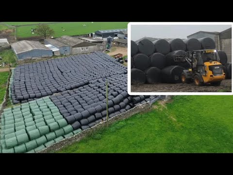 Видео: Хватит ли нам силоса на эту зиму?