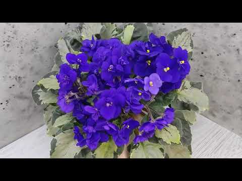 Видео: Фиалка химера Harmony's Little Stinker #flowers #цветы #ялта #крым #цветыдлядома