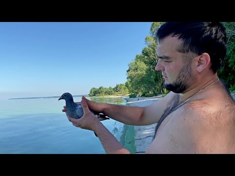 Видео: Чей чужак? Поймал Голубя с кольцами! Смотри до Конца!