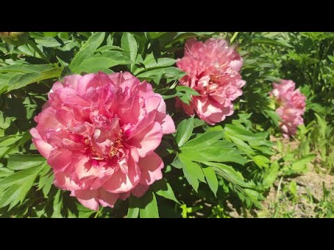 Видео: Цветение пионов 2024. ИТО-гибриды. С названием сортов.