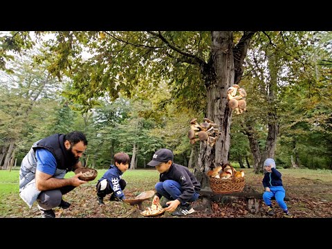 Видео: Сбор Дикорастущих Грибов в Лесу Азербайджана. Традиционный Рецепт с Грибами и Картофелем
