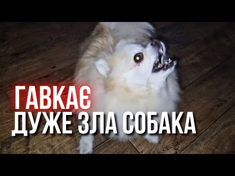 Видео: ГАВКАЄ СОБАКА 🐾 ПОМЕРАНСЬКИЙ ШПІЦ