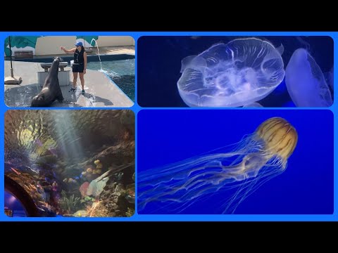 Видео: Океанские глубины, акулы и медузы NY Aquarium, Sea Leon Show