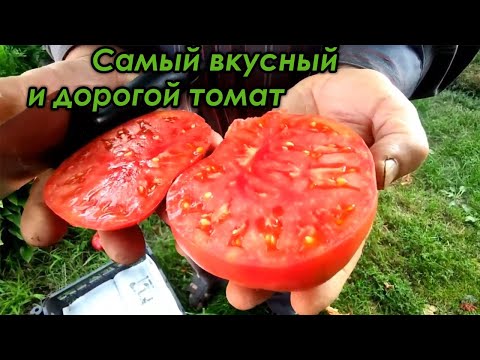 Видео: Самый вкусный и дорогой томат. Почему?
