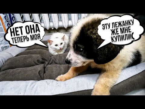 Видео: Большие покупки🙊 у Шанса новая лежанка, убираем клетку. Бельчик подрался с Невинкой😱