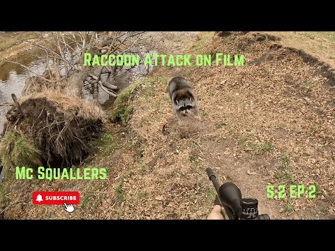Видео: Охота на енотов: S:2 EP:2 Агрессивные айовские еноты!🦝🦝🦝#дикаяприрода #охотананаоленей #наотдых #...