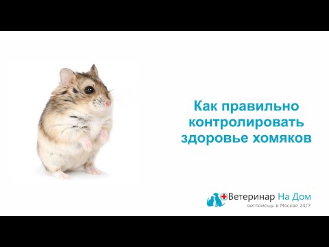 Видео: Как правильно контролировать здоровье хомяков