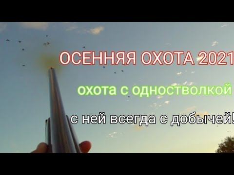 Видео: ОСЕННЯЯ ОХОТА 2021/ОХОТА С ОДНОСТВОЛКОЙ/КУЧА ЧИРКОВ/С НЕЙ ВСЕГДА С ДОБЫЧЕЙ!