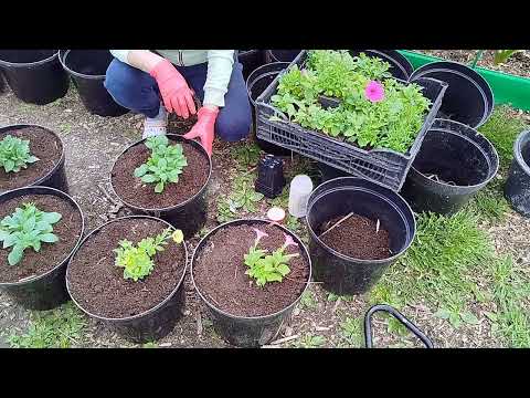 Видео: БУДНИ В УСАДЬБЕ БЕЛАЯ КОЗА!