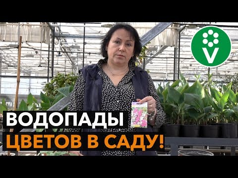 Видео: Лучшие быстрорастущие однолетние лианы для вашего сада!