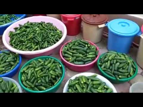 Видео: СОЛЮ - 500КГ ОГУРЦОВ.😯🥒🥒🥒🥒🥒ВСЕ В ШОКЕ! SALT 500KG CUCUMBERS!🔝👌