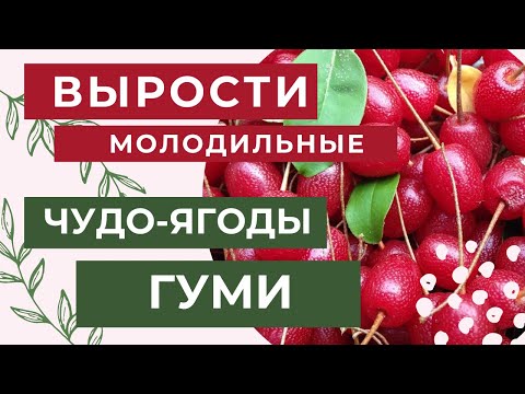 Видео: МОЛОДИЛЬНЫЕ ЧУДО-ЯГОДЫ ГУМИ || Как посадить? || Жемчужина Китая