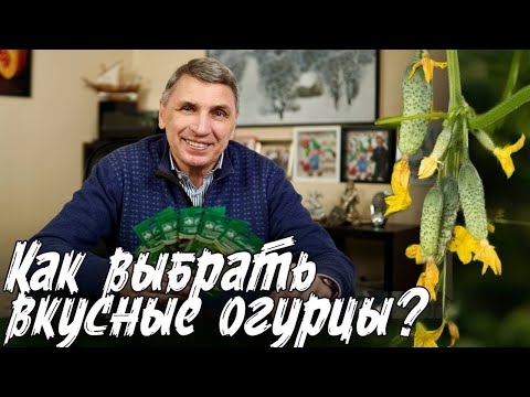 Видео: КАК ВЫБРАТЬ ВКУСНЫЙ И СЛАДКИЙ ОГУРЕЦ? САМЫЕ ЛУЧШИЕ ОГУРЦЫ! РАННЕСПЕЛЫЕ, УРОЖАЙНЫЕ СЕМЕНА ОГУРЦОВ