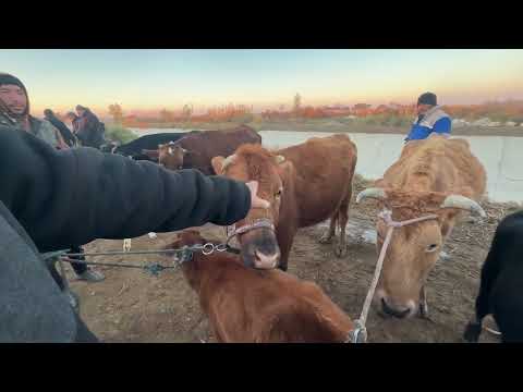 Видео: 5 ноября2025 г Хоразм шоват пир мол бозори она бола сигир нархлари 