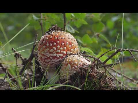 Видео: Кольский полуостров ч.2 | Мировой вояж