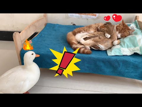 Видео: У меня живот болит от смеха! Селезень застал утку за интрижкой с кошкой! Селезень был особенно зол!