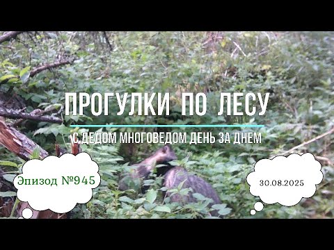 Видео: Прогулки по лесу. День за днем с дедом Многоведом. 30 августа 2025г. Эпизод 945.