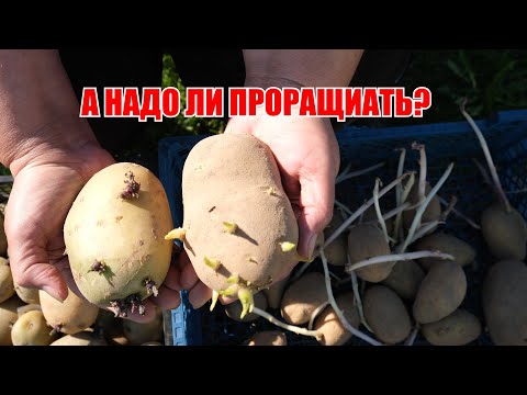 Видео: Проращивание картофеля. За и против.