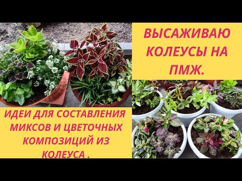 Видео: Высаживаю Колеус в кашпо.Составляю цветочные миксы и композиции с колеусом .С чем посадить колеус.