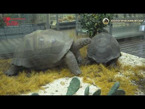 Видео: Онлайн-экскурсия в Зоологический музей