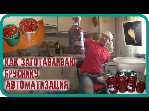 Видео: БРУСНИКА НА ЗИМУ / ИЗ ЧЕГО СДЕЛАТЬ БРУСНИЧНЫЙ МОРС