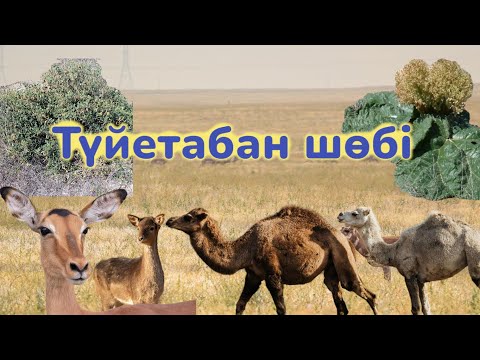 Видео: Түйетабан шөбі #аңыз #легенда