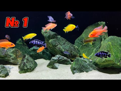 Видео: Аквариум 300 литров, как всё начиналось. #цихлиды #малави