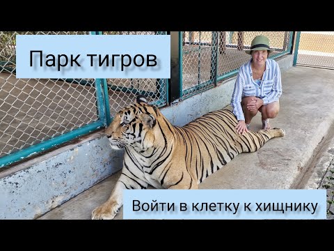 Видео: Парк тигров. Мы вошли в клетку к хищникам. #тайланд #пхукет2023 #пхукет