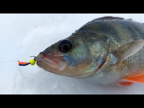 Видео: ЛУЧШАЯ БЕЗМОТЫЛКА НА ОКУНЯ! Зимняя рыбалка жерлицы подводная съемка.
