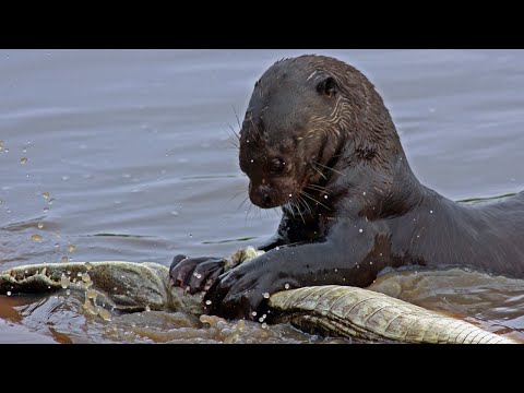 Видео: Злобная сестричка медоеда! ГИГАНТСКАЯ (БРАЗИЛЬСКАЯ) ВЫДРА В ДЕЛЕ! Против ягуаров, кайманов, змей!